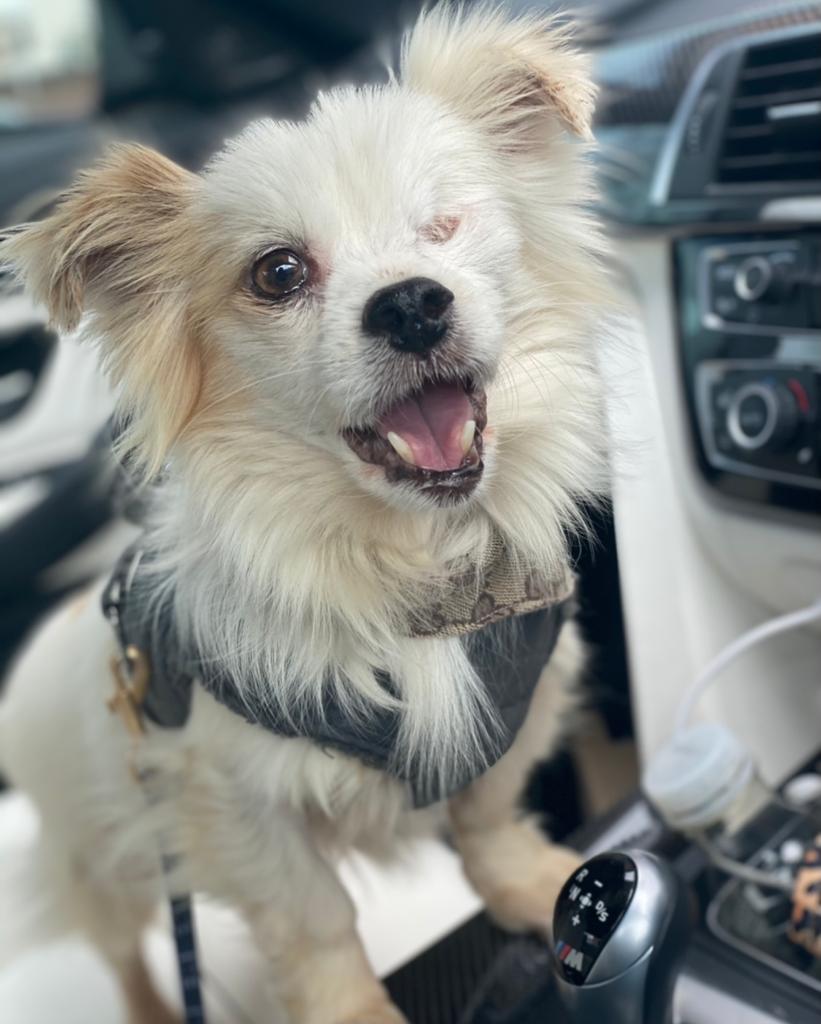 Happy dog in car